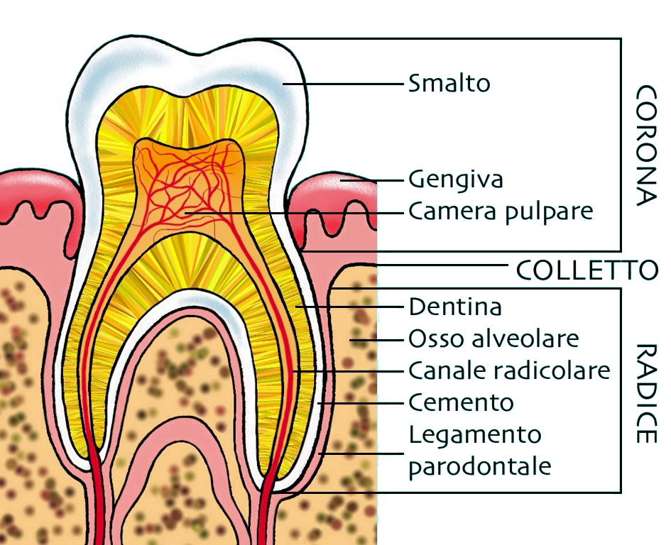 Anatomia del dente